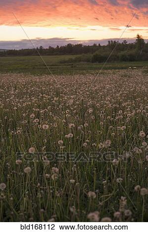 Stock Image - Tall weeds growing in rural field. Fotosearch