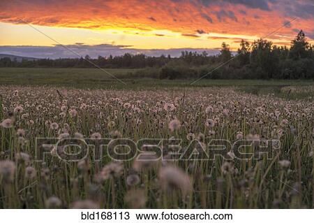 Tall weeds growing in rural field View Large Photo Image Stock Image - Tall weeds growing in rural field. Fotosearch