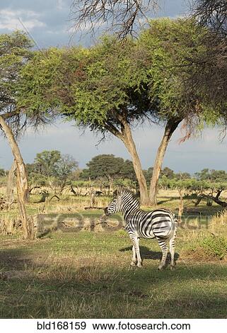Zebra standing under trees in remote field View Large Photo Image Stock Photo - Zebra standing under trees in remote field. Fotosearch