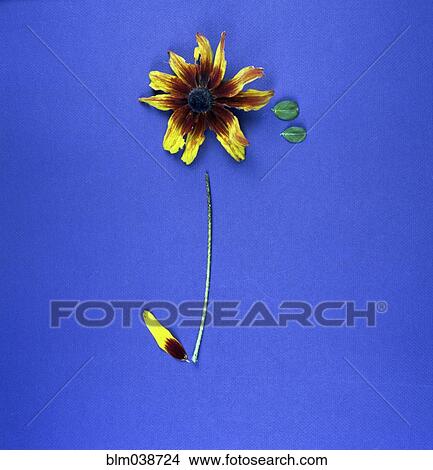 Picture - Arranged flower petals, stem and leaves. Fotosearch