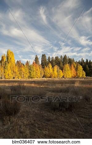 Autumn trees in remote field View Large Photo Image Stock Photo - Autumn trees in remote field. Fotosearch