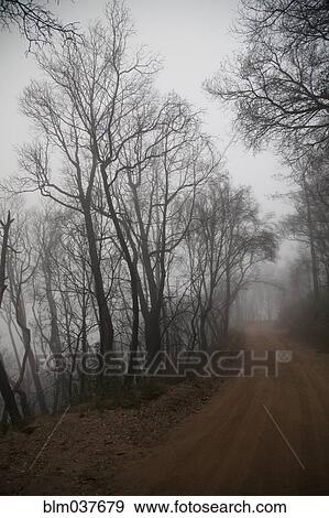 Bare trees over misty dirt path View Large Photo Image Stock Photo - Bare trees over misty dirt path. Fotosearch