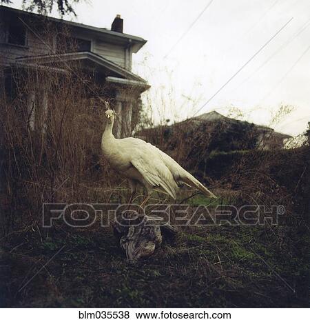 Stock Photo - Bird standing on hillside. Fotosearch