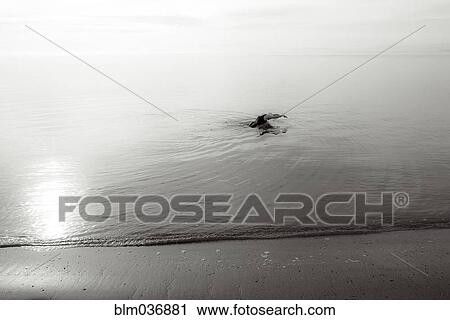 Bird swimming in ocean View Large Photo Image Stock Image - Bird swimming in ocean. Fotosearch