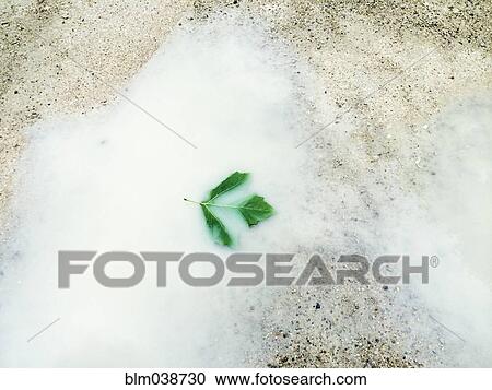 Stock Image - Blurred view of leaf floating in white puddle. Fotosearch