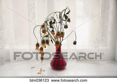 Bouquet of wilting flowers in windowsill View Large Photo Image Stock Image - Bouquet of wilting flowers in windowsill. Fotosearch