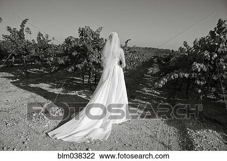 Stock Image - Bride wearing wedding dress in rural vineyard. Fotosearch