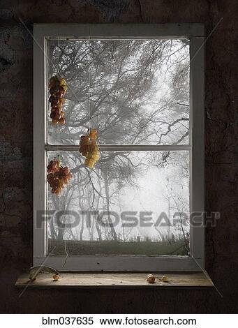 Stock Photography - Bunches of grapes hanging in window. Fotosearch