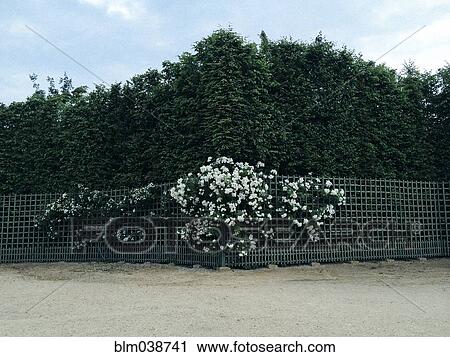 Bushes and flowers growing along fence View Large Photo Image Stock Image - Bushes and flowers growing along fence. Fotosearch