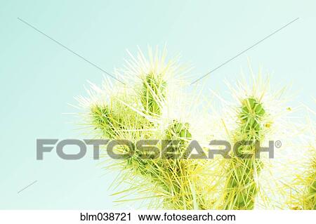 Stock Image - Cactus plant under blue sky. Fotosearch