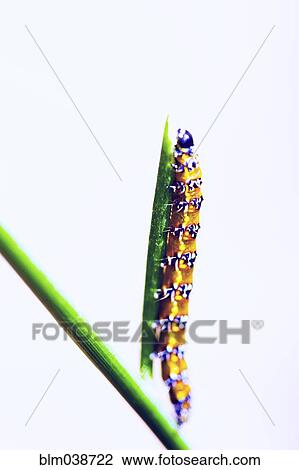 Stock Image - Caterpillar crawling on plant. Fotosearch