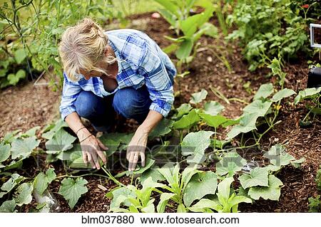 Stock Image - Caucasian gardener examining plants in garden. Fotosearch