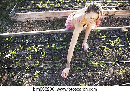 Stock Photograph - Caucasian gardener weeding plants in garden. Fotosearch