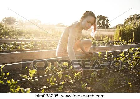 Caucasian gardener weeding plants in garden View Large Photo Image Stock Photography - Caucasian gardener weeding plants in garden. Fotosearch