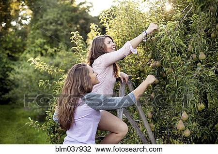 Stock Image - Caucasian women picking fruit in orchard. Fotosearch