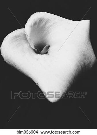 Close up of blooming lily View Large Photo Image Picture - Close up of blooming lily. Fotosearch