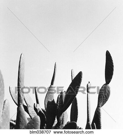 Close up of cactus plants View Large Photo Image Stock Photo - Close up of cactus plants. Fotosearch
