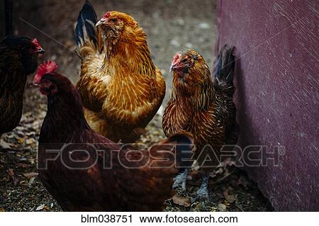 Close up of chickens grazing in barnyard View Large Photo Image Stock Image - Close up of chickens grazing in barnyard. Fotosearch