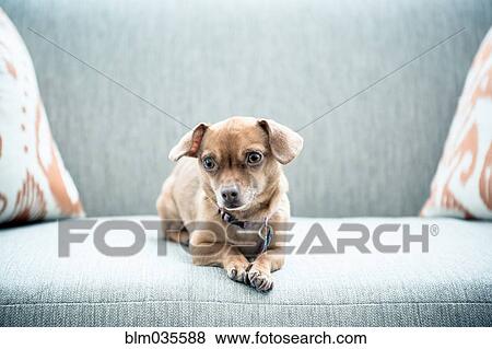 Close up of dog sitting on sofa View Large Photo Image Stock Photo - Close up of dog sitting on sofa. Fotosearch