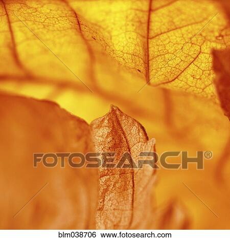 Close up of dried autumn leaf View Large Photo Image Stock Photograph - Close up of dried autumn leaf. Fotosearch