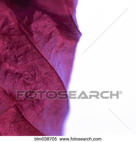 Close up of dried autumn leaf View Large Photo Image Stock Photography - Close up of dried autumn leaf. Fotosearch