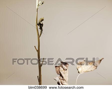 Close up of dried leaves and stem View Large Photo Image Stock Photo - Close up of dried leaves and stem. Fotosearch