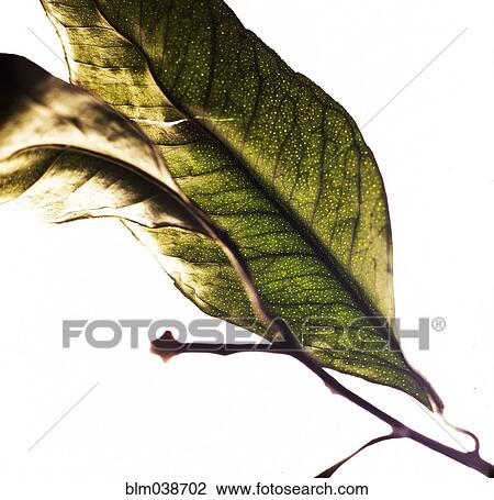 Stock Image - Close up of dried leaves. Fotosearch