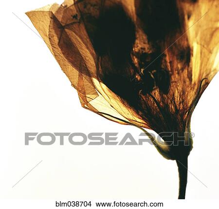 Picture - Close up of dried wilting flower. Fotosearch
