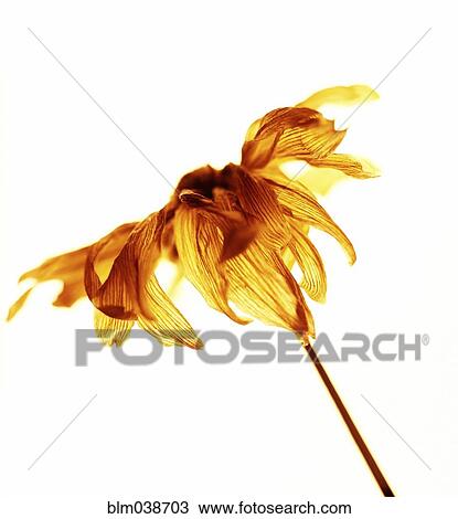 Stock Image - Close up of dried wilting flower. Fotosearch