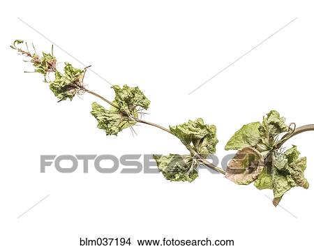 Picture - Close up of drying leaves on stalk. Fotosearch