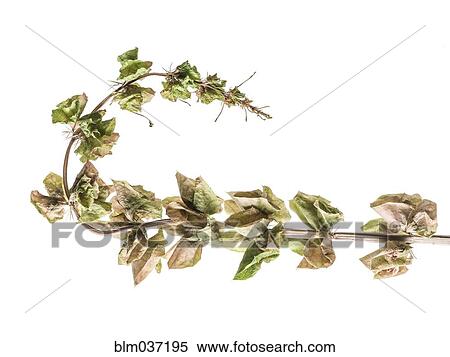 Close up of drying leaves on stalk View Large Photo Image Stock Photography - Close up of drying leaves on stalk. Fotosearch