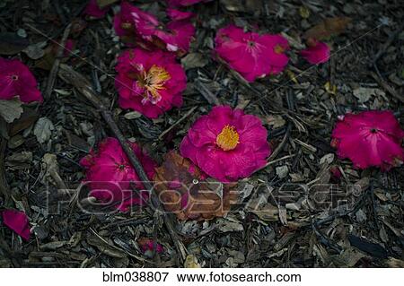 Close up of fallen wilting flowers on ground View Large Photo Image Stock Photo - Close up of fallen wilting flowers on ground. Fotosearch