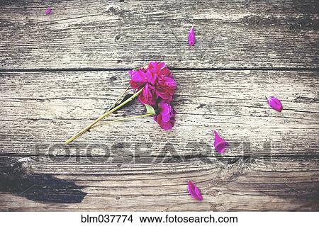 Picture - Close up of flower and scattered petals on wooden deck. Fotosearch
