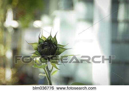 Close up of flower bud growing outdoors View Large Photo Image Stock Photograph - Close up of flower bud growing outdoors. Fotosearch