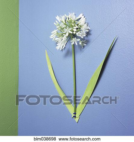 Close up of flower display pinned to board View Large Photo Image Stock Photo - Close up of flower display pinned to board. Fotosearch