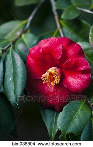 Picture - Close up of flower on leafy branch. Fotosearch