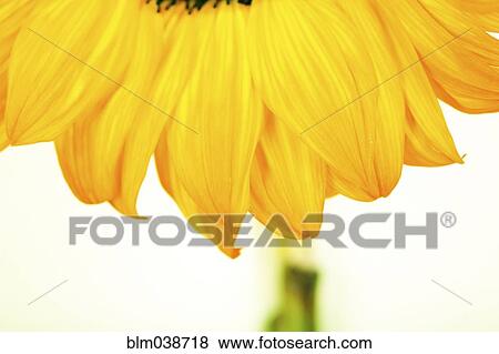 Stock Photo - Close up of flower petals. Fotosearch