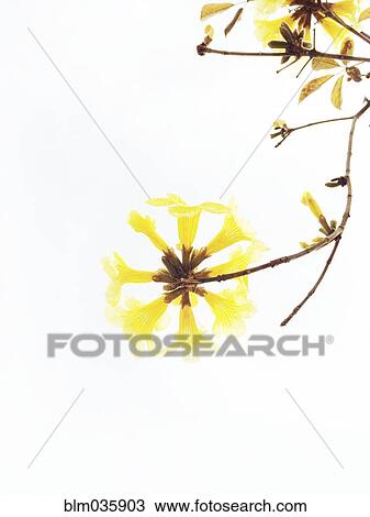 Stock Image - Close up of flowers blooming on branches. Fotosearch
