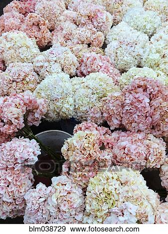Stock Photo - Close up of flowers blooming on bush. Fotosearch