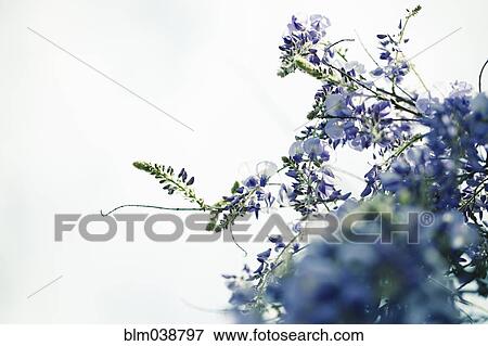 Stock Photo - Close up of flowers growing on plant branch. Fotosearch