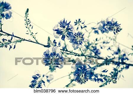 Stock Photograph - Close up of flowers growing on plant branch. Fotosearch