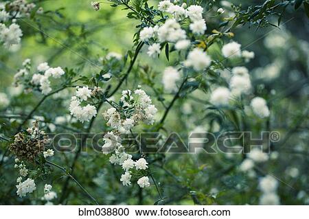 Close up of flowers growing on shrub View Large Photo Image Stock Image - Close up of flowers growing on shrub. Fotosearch