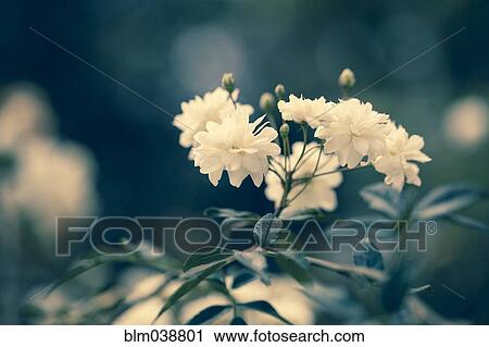 Stock Image - Close up of flowers growing on shrub. Fotosearch