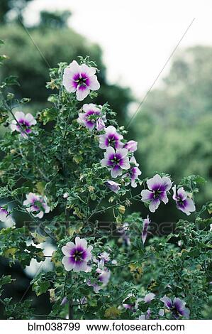 Stock Photo - Close up of flowers growing on shrub. Fotosearch
