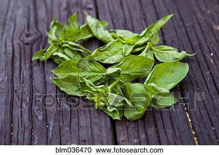 Close up of fresh basil leaves on board View Large Photo Image Stock Image - Close up of fresh basil leaves on board. Fotosearch
