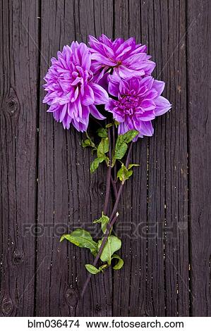 Close up of fresh dahlia flowers on board View Large Photo Image Picture - Close up of fresh dahlia flowers on board. Fotosearch