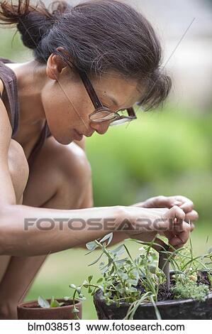 Close up of gardener examining plants View Large Photo Image Stock Image - Close up of gardener examining plants. Fotosearch