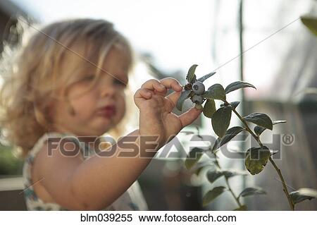 Close up of girl picking blueberries View Large Photo Image Stock Photography - Close up of girl picking blueberries. Fotosearch