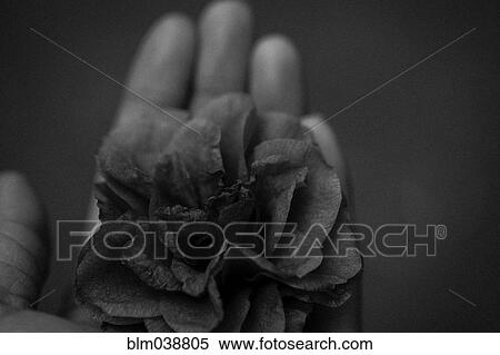 Close up of hand holding wilting flower View Large Photo Image Stock Photography - Close up of hand holding wilting flower. Fotosearch