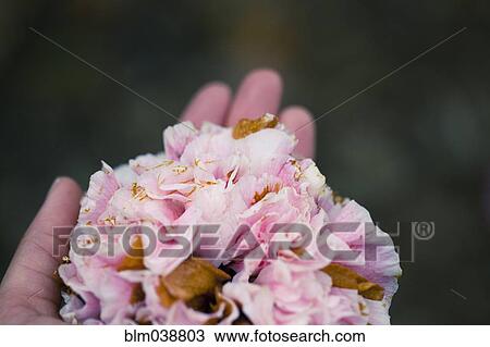 Close up of hand holding wilting flowers View Large Photo Image Stock Image - Close up of hand holding wilting flowers. Fotosearch